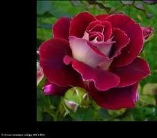 Cool Slider Скриншот 7