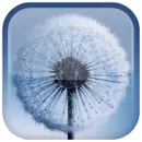 Одуванчик живые обои